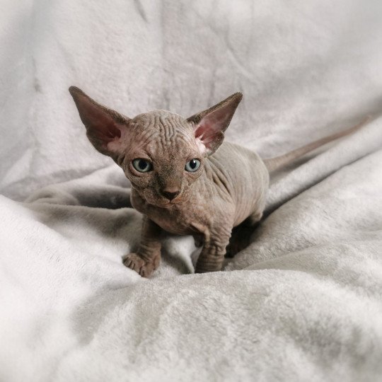 Tifanie De Miotasach Femelle Sphynx