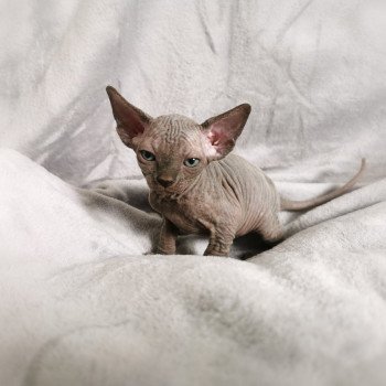 chaton Sphynx Tifanie Chatterie De Miotasach