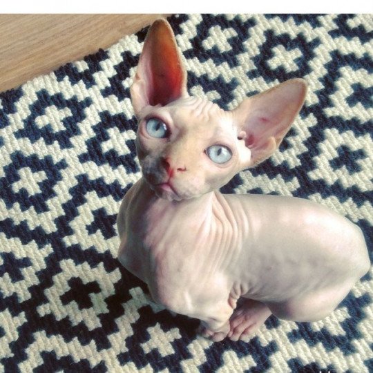 Opale Mâle Sphynx