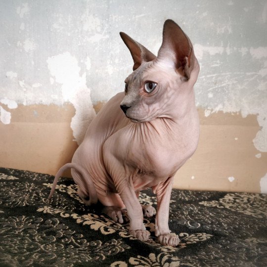 chat Sphynx blue mink Phantomette Chatterie De Miotasach