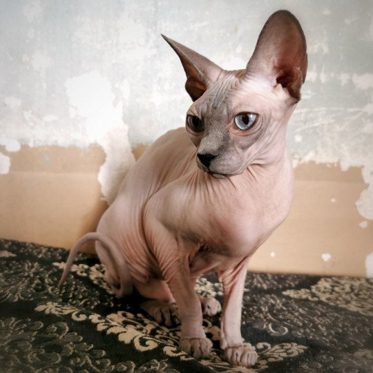 chat Sphynx blue mink Phantomette Chatterie De Miotasach