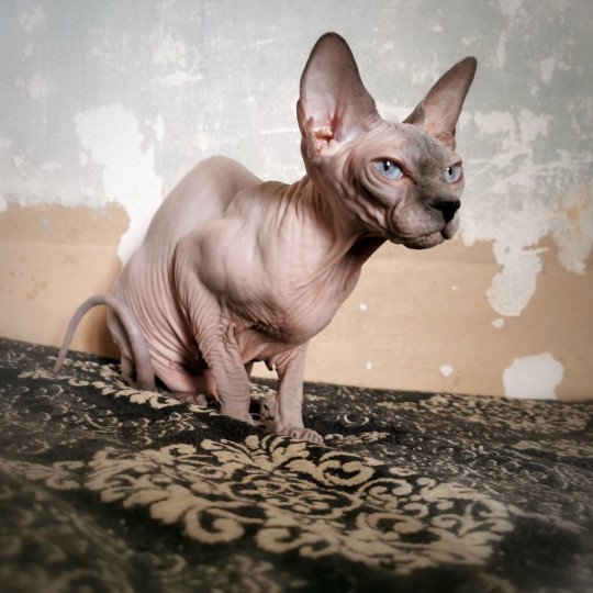 chat Sphynx blue mink Phantomette Chatterie De Miotasach