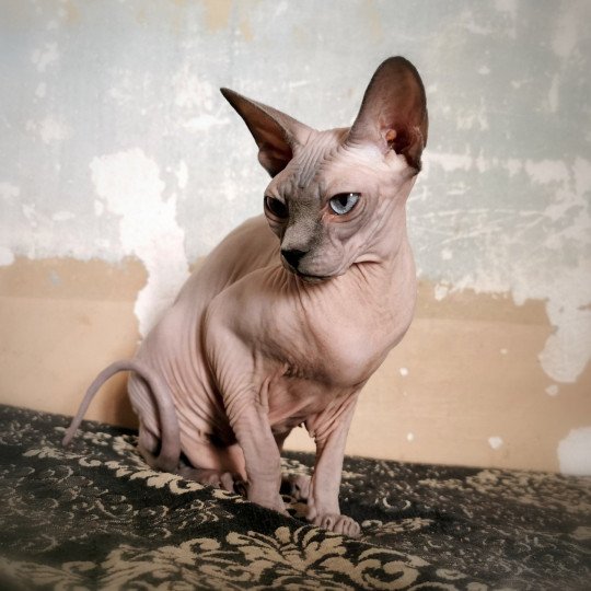 chat Sphynx blue mink Phantomette Chatterie De Miotasach