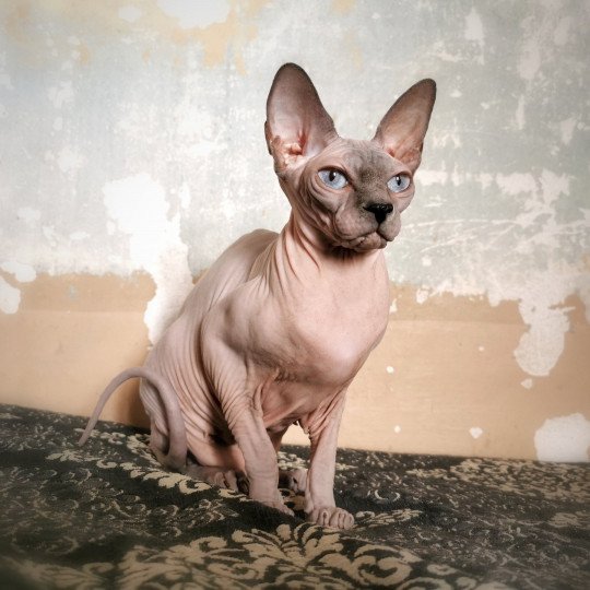 chat Sphynx blue mink Phantomette Chatterie De Miotasach