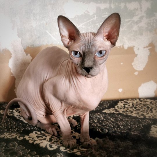 chat Sphynx blue mink Phantomette Chatterie De Miotasach