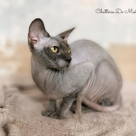 chat Sphynx Romane Chatterie De Miotasach