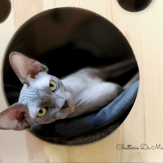 chat Sphynx blue Romane Chatterie De Miotasach