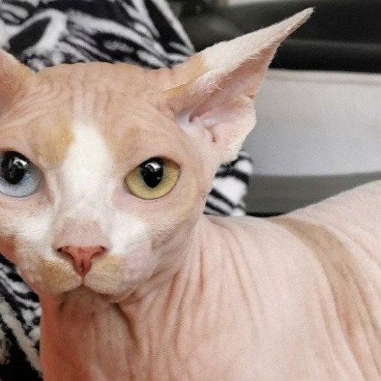 chat Sphynx red & blanc van Silas Chatterie De Miotasach