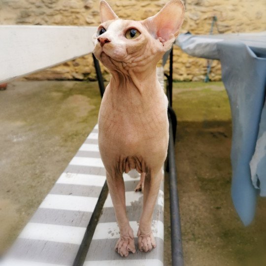 chat Sphynx red & blanc van Silas Chatterie De Miotasach