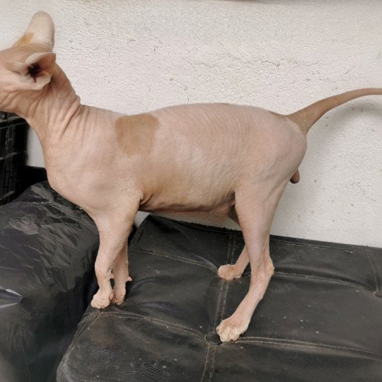 chat Sphynx red & blanc van Silas Chatterie De Miotasach