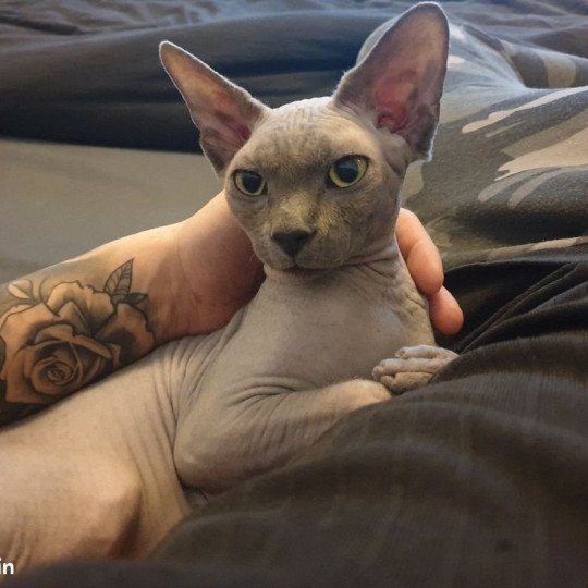 Simba Mâle Sphynx