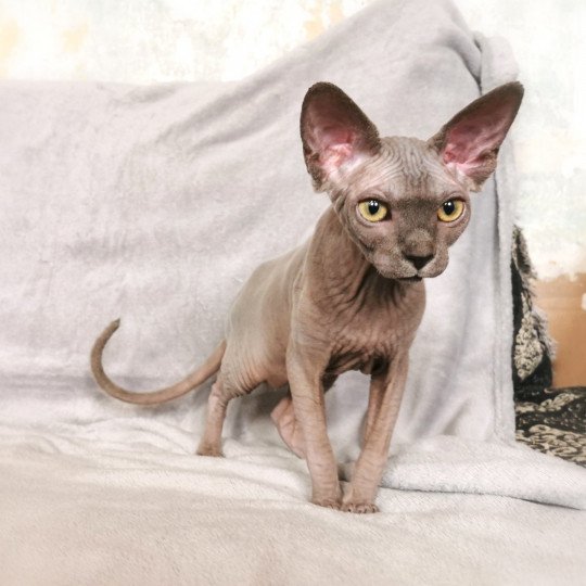 chaton Sphynx blue Tempérance Chatterie De Miotasach