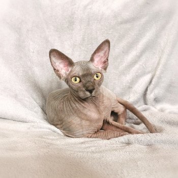 chaton Sphynx blue Tempérance Chatterie De Miotasach