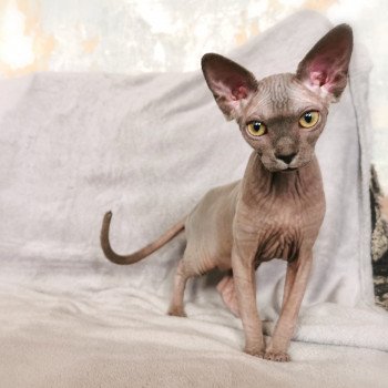 chaton Sphynx blue Tempérance Chatterie De Miotasach