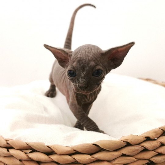 chaton Sphynx blue Théa-lise Chatterie De Miotasach