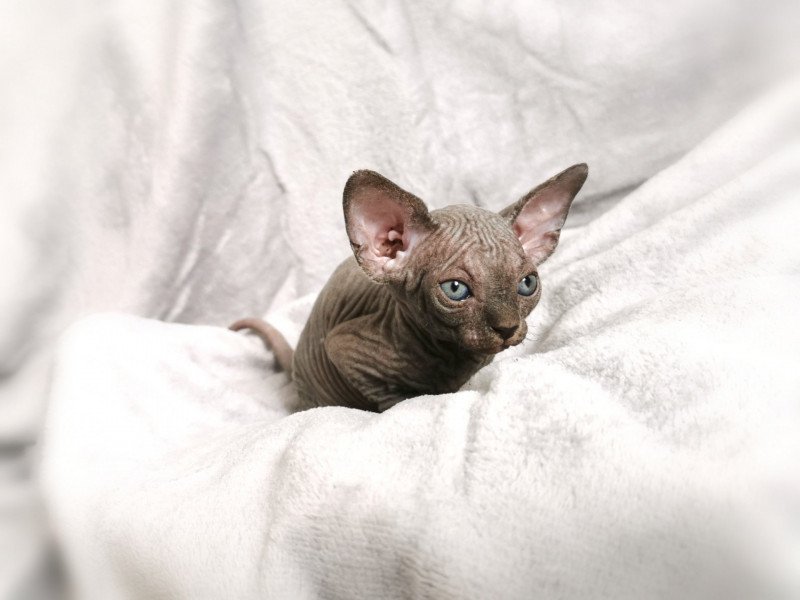 Tsuna De Miotasach Femelle Sphynx