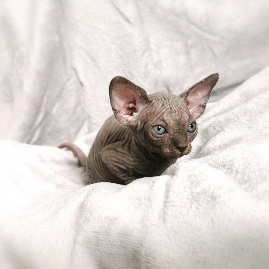 Tsuna De Miotasach Femelle Sphynx