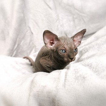 chaton Sphynx blue Tsuna Chatterie De Miotasach