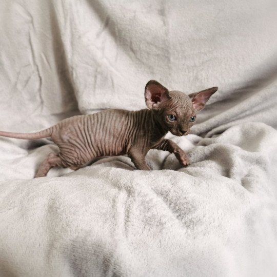 chaton Sphynx blue Tsuna Chatterie De Miotasach