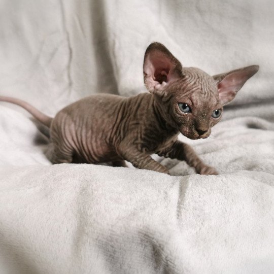 chaton Sphynx blue Tsuna Chatterie De Miotasach