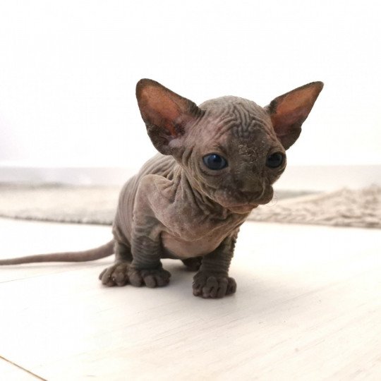 chaton Sphynx blue Theonie Chatterie De Miotasach