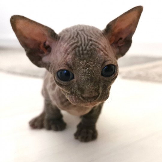 chaton Sphynx blue Theonie Chatterie De Miotasach