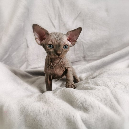 chaton Sphynx blue Théonie Chatterie De Miotasach