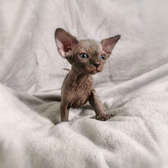 chaton Sphynx blue Théonie Chatterie De Miotasach