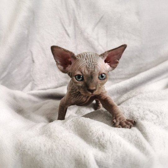 chaton Sphynx blue Théonie Chatterie De Miotasach