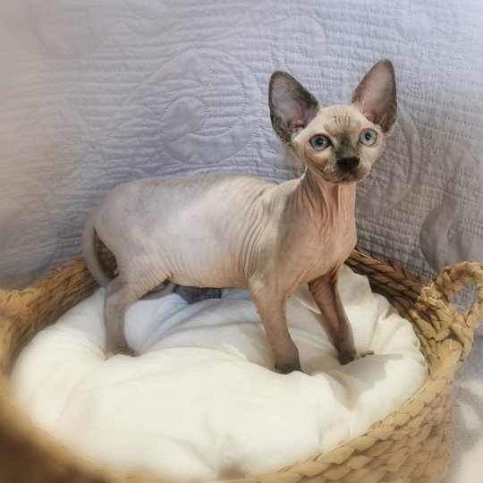 chaton Sphynx blue Ubéline Chatterie De Miotasach