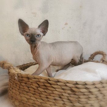 chaton Sphynx blue mink Ubert Chatterie De Miotasach