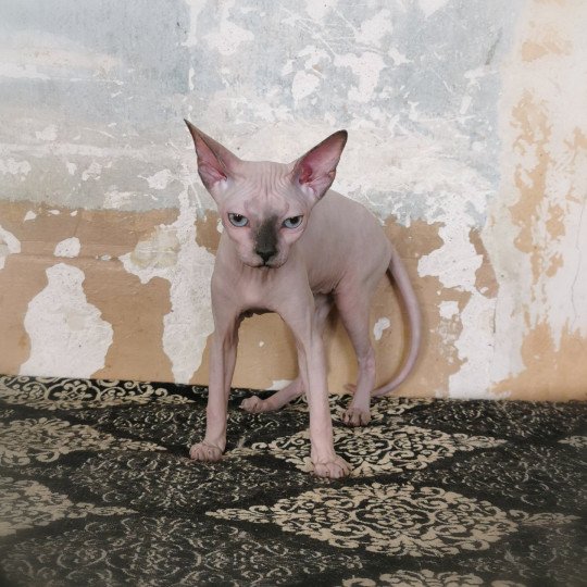 chaton Sphynx blue tortie point Udélie Chatterie De Miotasach