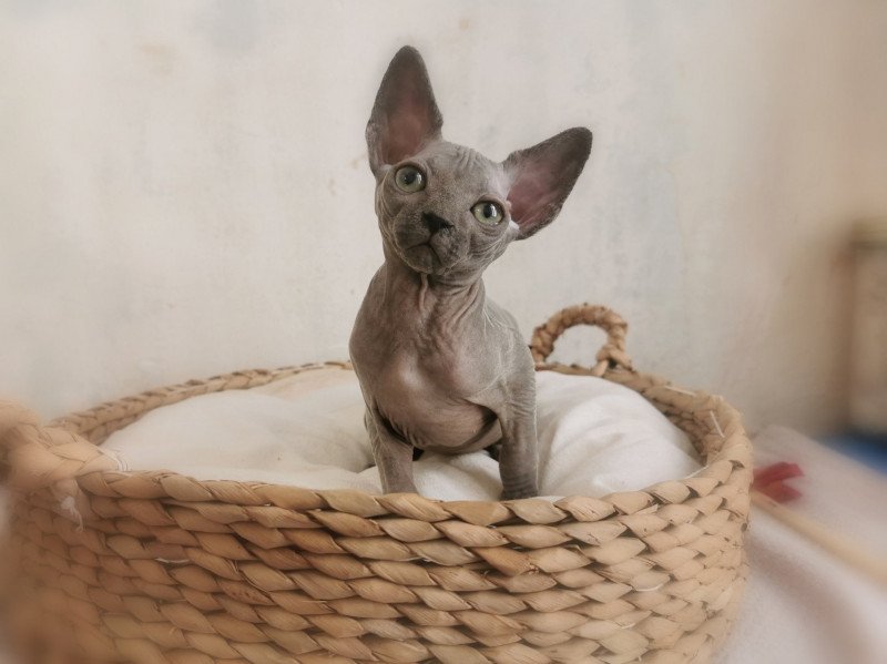Ursul De Miotasach Mâle Sphynx