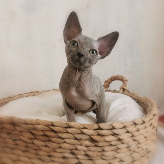 chaton Sphynx blue Ursul Chatterie De Miotasach