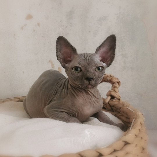 chaton Sphynx blue Ursul Chatterie De Miotasach