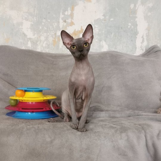 chaton Sphynx blue Ursul Chatterie De Miotasach