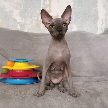 chaton Sphynx blue Ursul Chatterie De Miotasach