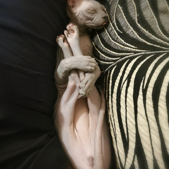 chaton Sphynx blue Ursul Chatterie De Miotasach