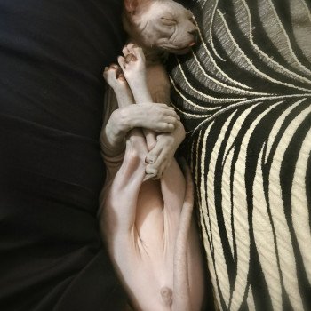 chaton Sphynx blue Ursul Chatterie De Miotasach