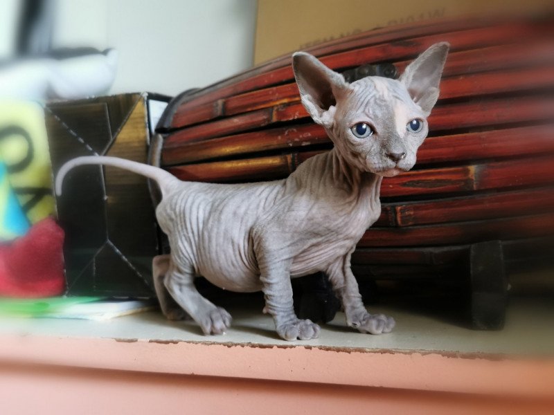 Urbane De Miotasach Femelle Sphynx