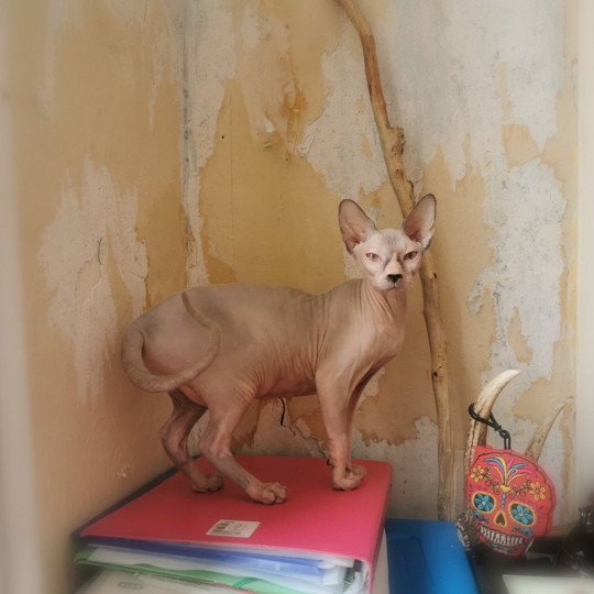 chat Sphynx Ursulla Chatterie De Miotasach