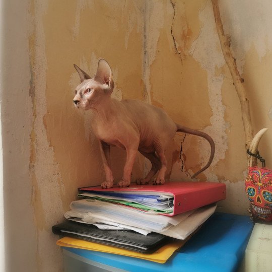 chat Sphynx Ursulla Chatterie De Miotasach